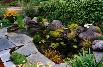 Pond Pumps &amp; Filters Looking After Pond Plants Caring For Pond Fish 