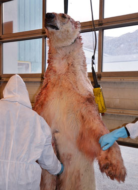 Oldest polar bear in US captivity dies