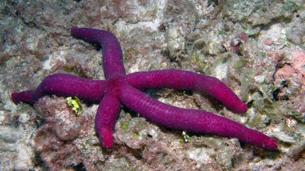 A new species of starfish collected by the Census of Marine Life