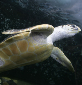 Endangered leatherback turtles are feeding on jellyfish in UK waters