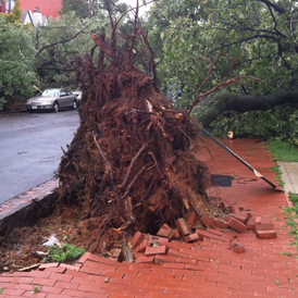 An uprooted tree in Washington DC. Photo: Emily Wilson.