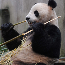Giant Panda Yang Guang (Sunshine) enjoys his meal of bamboo shoots (Getty)