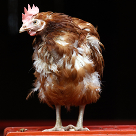 Battery hens seek new homes as eu barren cage ban looms (Getty) 