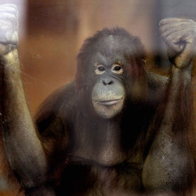 An Romney supporting orangutang? (Getty)