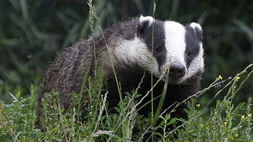 The government is set to announce whether it will carry out a cull fo thousands of badgers across the UK, amid reports it will postpone the decision by up to a year.