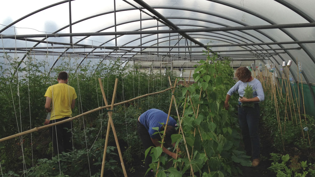 Apprentices in polytunnel 