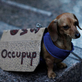 A canine protester (Reuters)