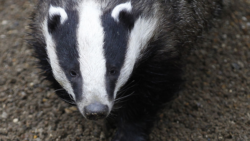 Natural England will issue the first of two licenses today to cull badgers in a move that could result in the shooting of up to 100,000 animals to protect cattle from bovine tuberculosis,