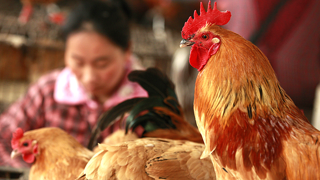 Four new cases of a strain of bird flu have been reported in China, though health experts say there is no evidence that the virus can be transmitted between people. (Image: Getty)