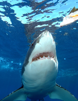 Great white shark (courtesy Michael L Domeier)