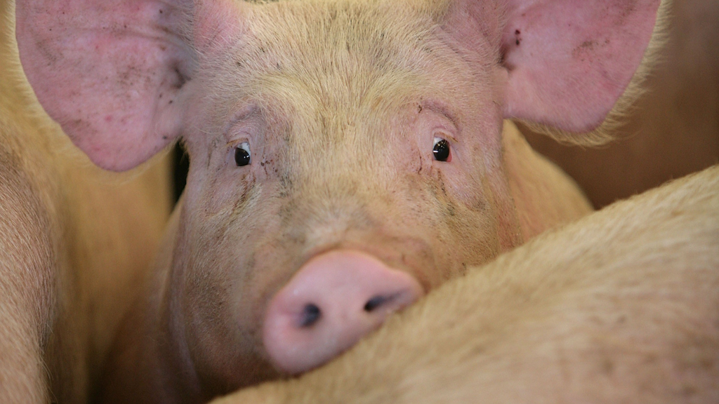 Nearly one third of British farmed pigs come under Freedom Food standard