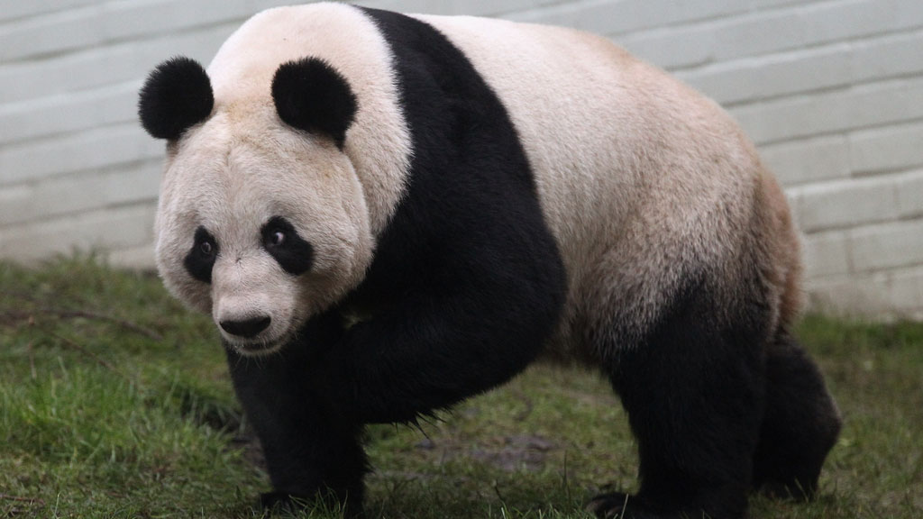Panda Tian Tian has been artificially inseminated at Edinburgh Zoo after not showing signs she would mate (picture: Getty)