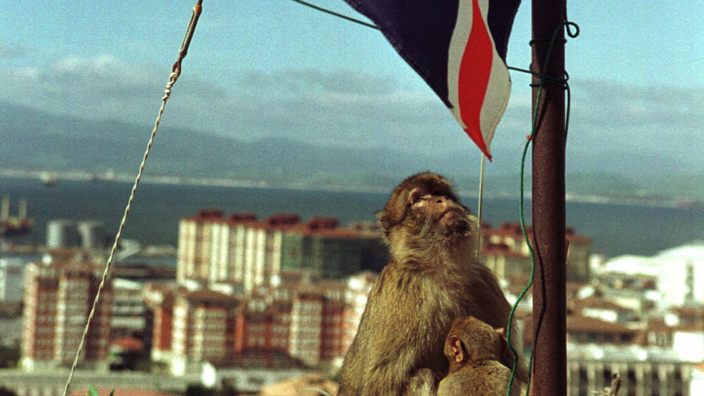 A monkey on the rock of Gibraltar (Reuters)