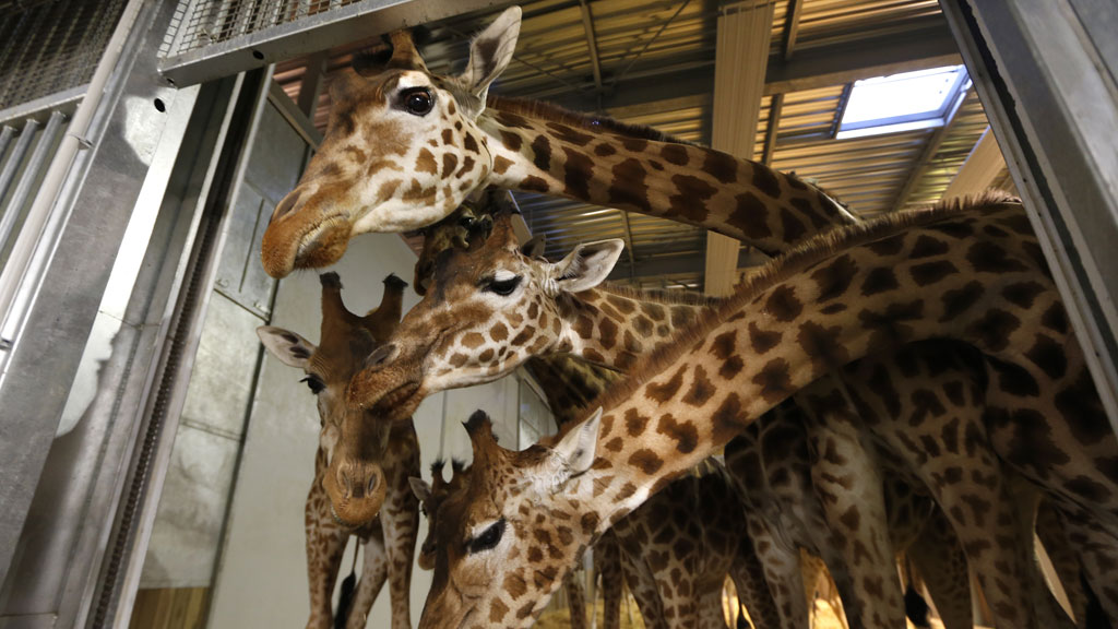 Giraffes at Paris's Vincennes Zoo (R)