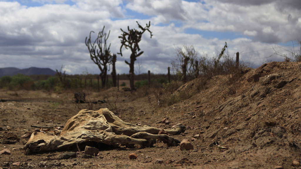 A cattle which has died in extreme drought conditions in Brazil (Reuters)