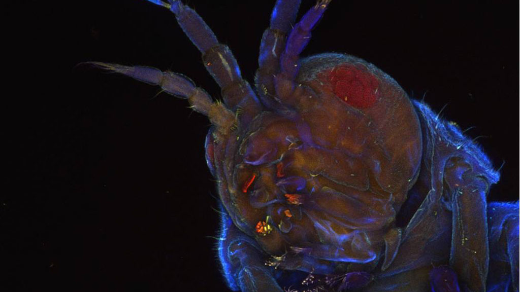They are best known for their destructive properties, but a tiny marine worm's eating habits could help fuel the cars of the future.