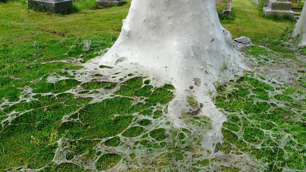 Moth webs at the base of a cemetery tree