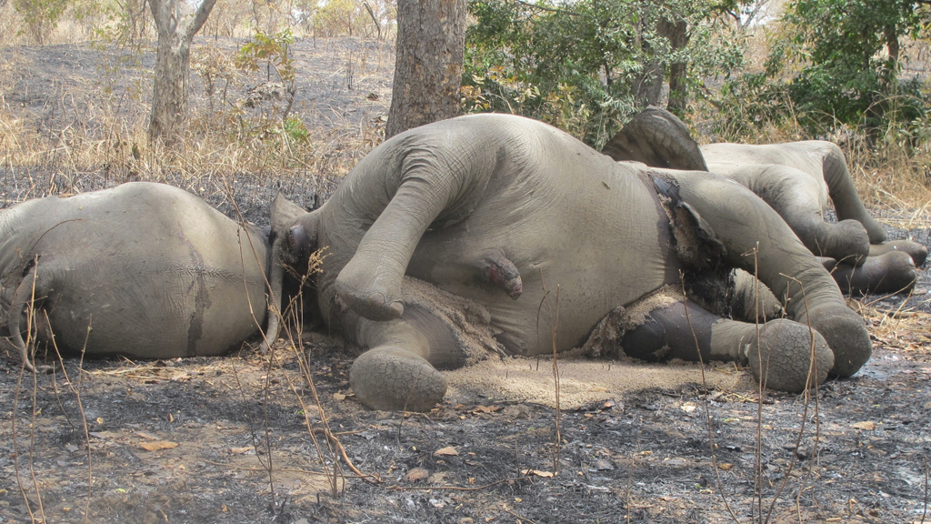 A picture taken on February 23, 2012 shows elephants which have been killed by poarchers at Bouba Ndjida National Park in northern Cameroon (Getty)