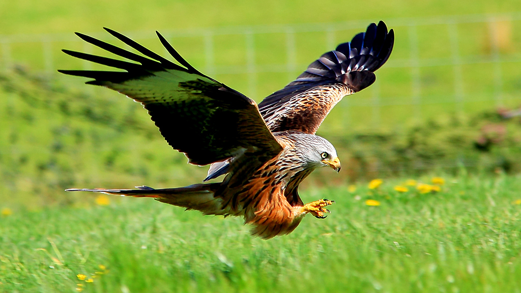 The red kite population was nearing extinction in 1970 but has climbed by 572 per cent.