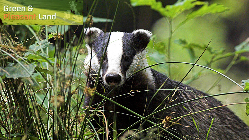 adger families are growing in the UK, but they face a cull this summer (Image: Getty)