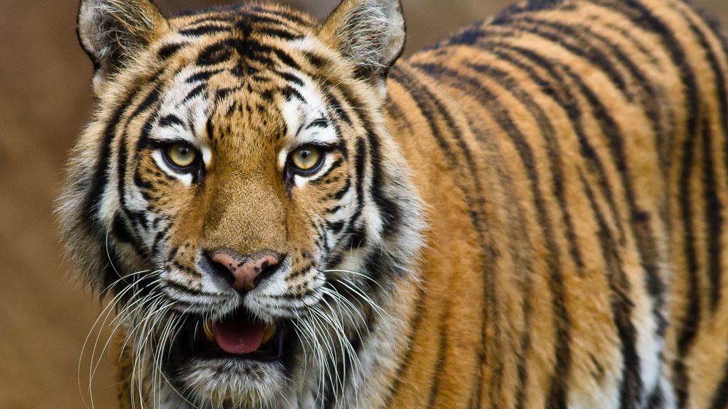 Zoo worker injured in tiger attack