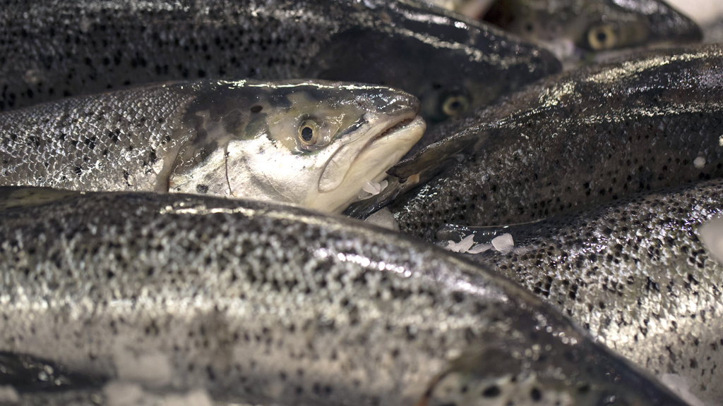 Bounty offered for escaped Norwegian salmon (Getty)