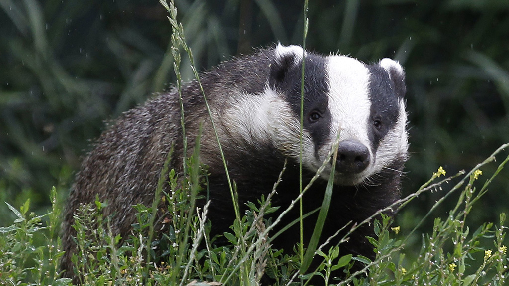 A badger in the wild (Reuters)