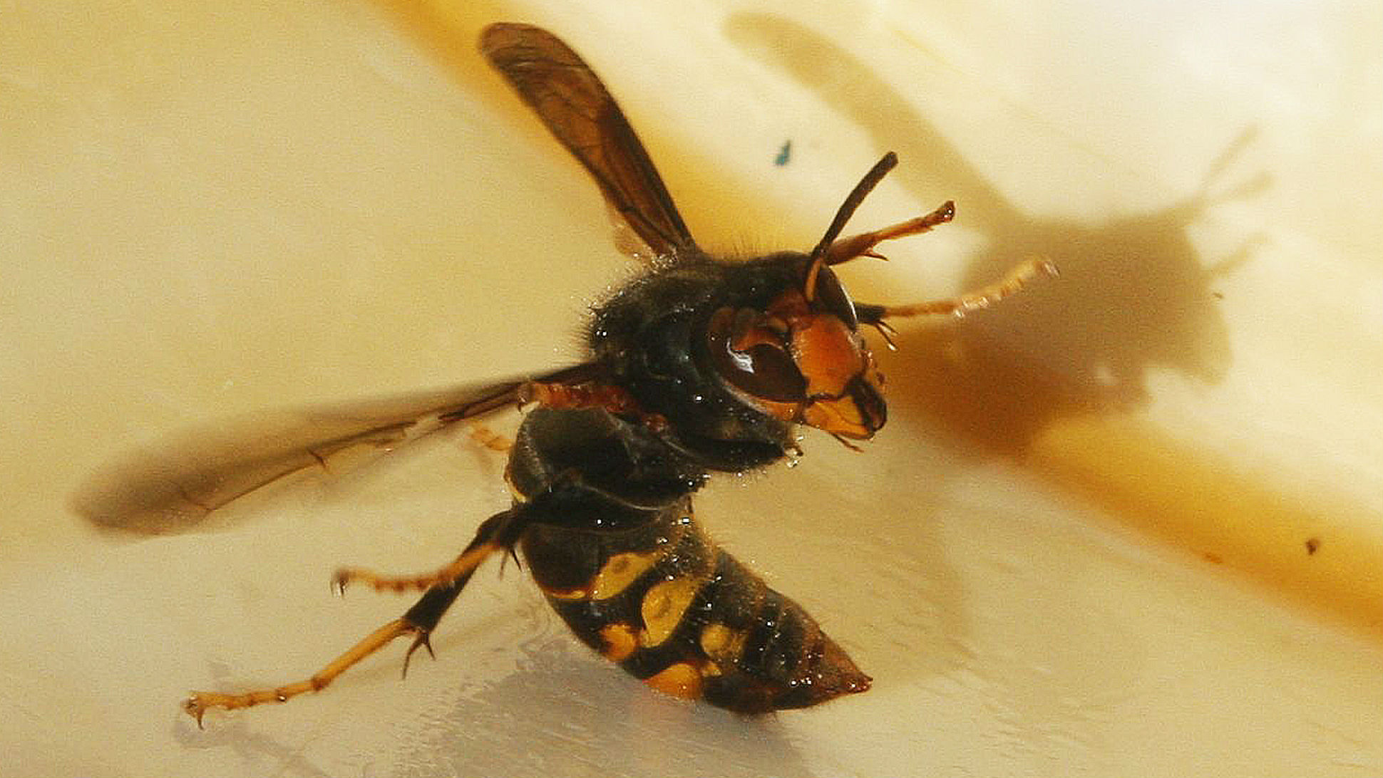 Reports show the vicious Asian hornet is spreading through France and likely to cross into Britain. Channel 4 News looks at several non-native species that have been spotted in the UK in recent years.