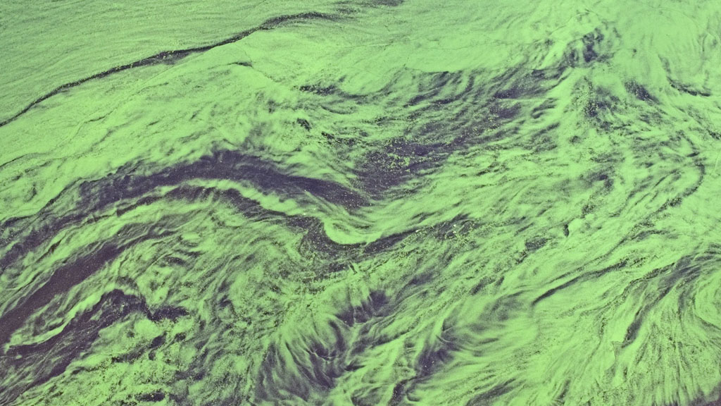 Algae bloom (Getty)