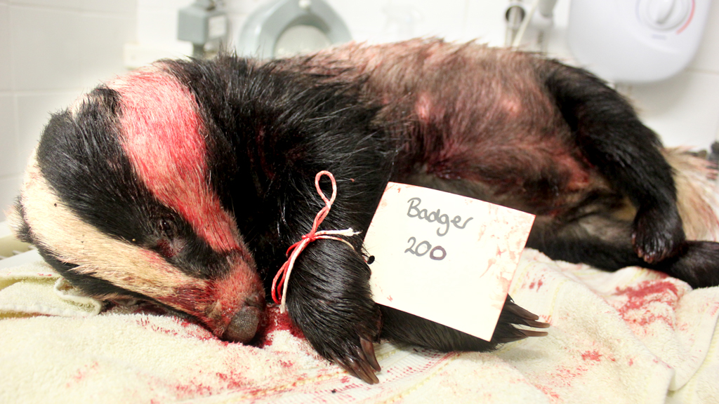 Dead badger awaiting forensic examination (Channel 4 News)