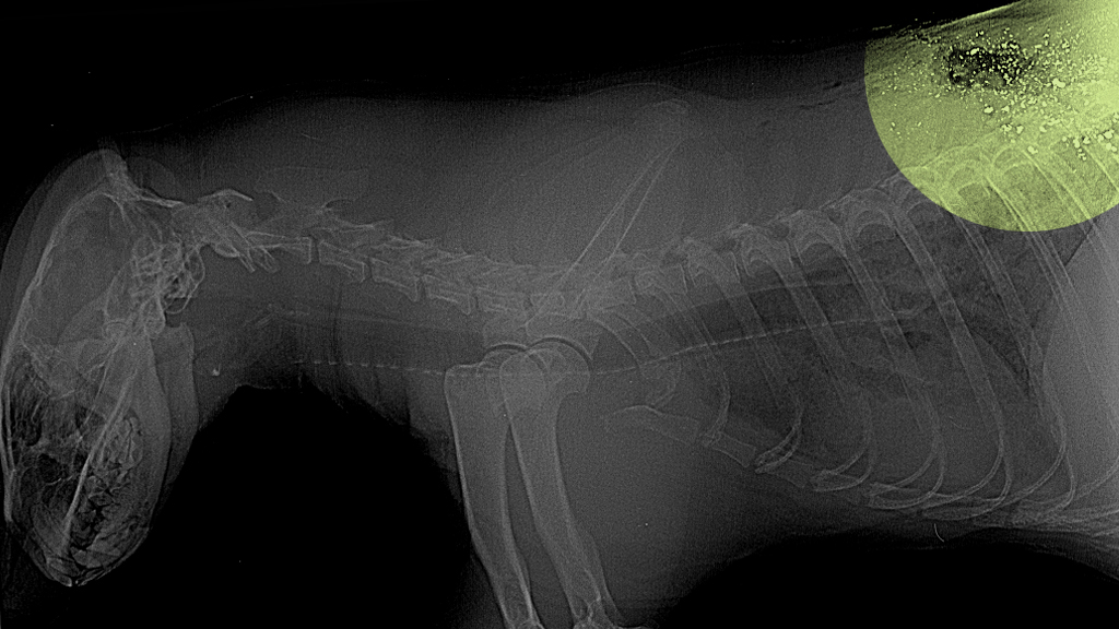X-ray of shot badger (Channel 4 News)