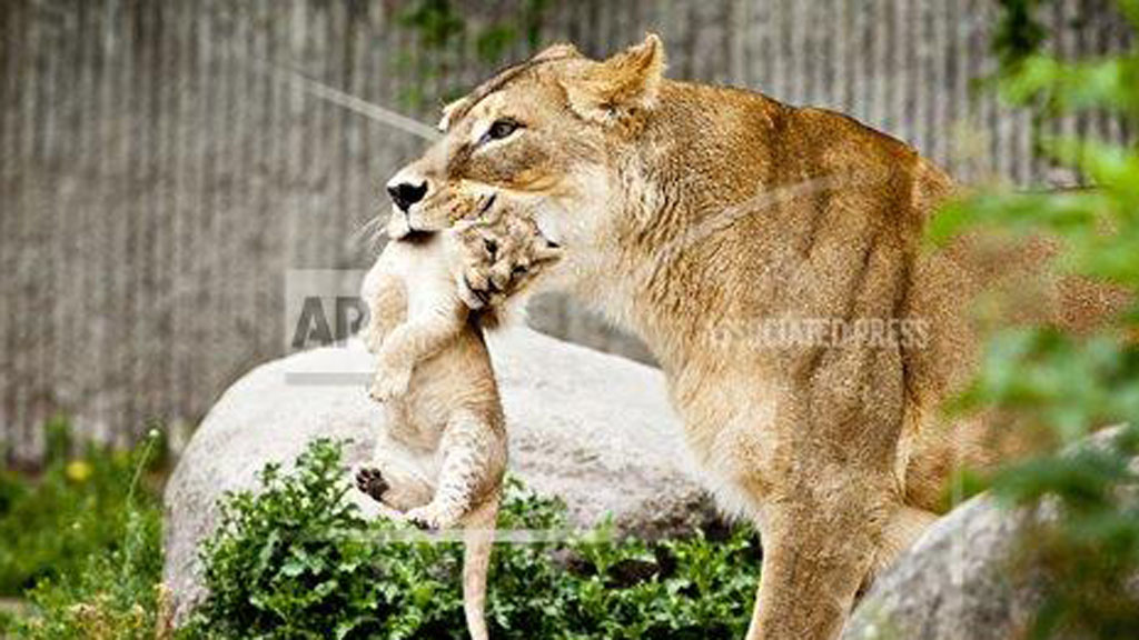 Lioness and cub at Copenhagen Zoo (AP)