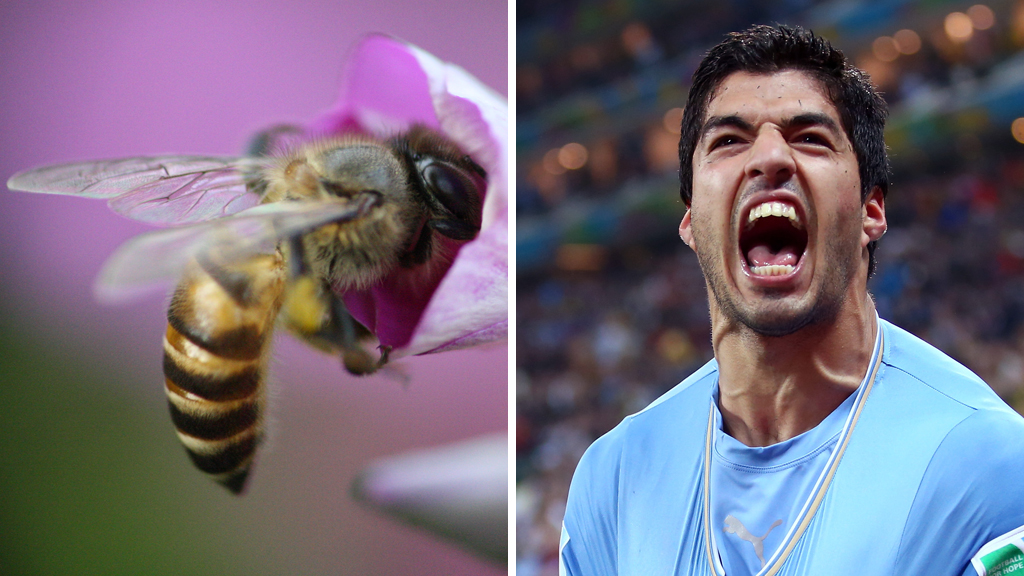 A honeybee and Luis Suarez