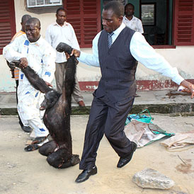 A smuggled chimpanzee is led away by investigators (PASA)