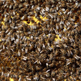 A bee colony (Getty)