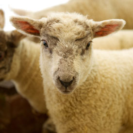 one of the lambs recovered from the M5