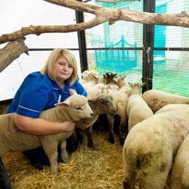 The west midland lambs are now being cared for by the RSPCA