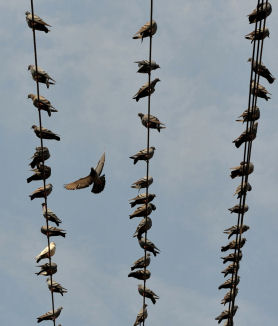 Pigeons rest on electrical wires in Hyderabad. (Getty)