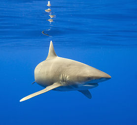 Oceanic White Tip Shark - one of which has been blamed for attacks (Getty)
