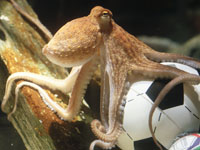2010 winner: Paul the octopus. (Reuters)