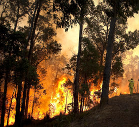 Bushfires destroy homes in western Australia (Reuters)