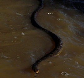 Australia floods: snakes continue to pose a danger (Reuters)
