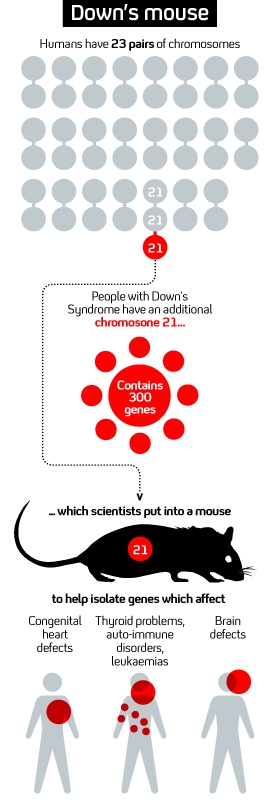Graphic showing how mice are being used to isolate genes linked to a variety of medical conditions