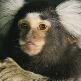 A marmoset, which can be used in scientific research (Reuters)