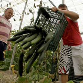 Farmers throw away cucumbers in Spain