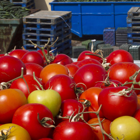 Tomatoes in Spain remain unsold because of Ecoli outbreak. (Reuters)
