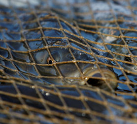 Government attack EU dead fish rules - Reuters