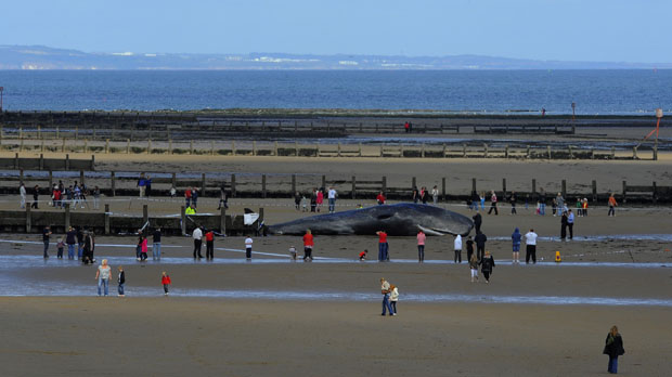Wide view of Redcar beach where a 44 feet sperm whale died after becoming stranded