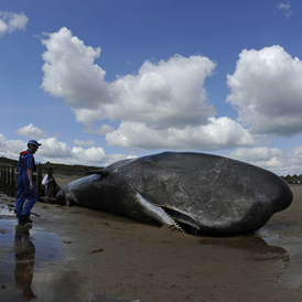 A sperm whale which died after becoming stranded on Redcar beach in north east England
