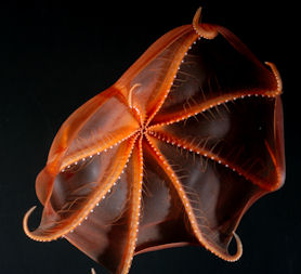 Cirrate octopod found in Gulf of Maine, USA. Photo: David Shale